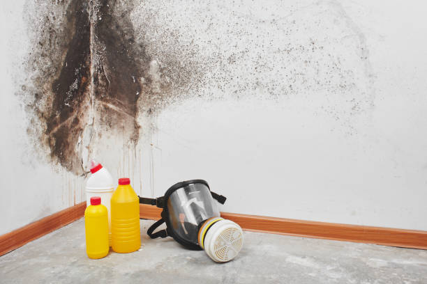 Best Toxic Mold Removal  in Bella Vista, CA