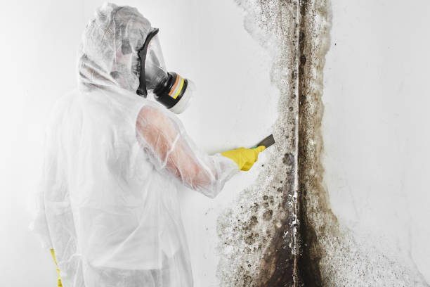 Best Affordable Mold Removal  in Bella Vista, CA
