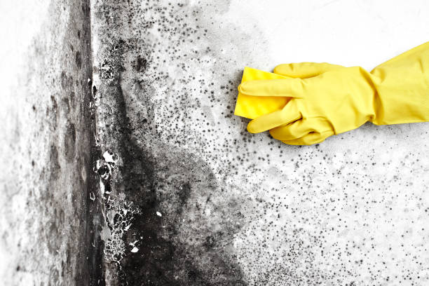 Best Mold Cleaning Services  in Bella Vista, CA
