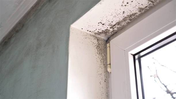 Best Home Mold Removal  in Bella Vista, CA