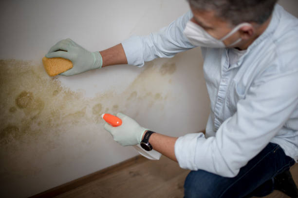 Best Same-Day Mold Removal  in Bella Vista, CA