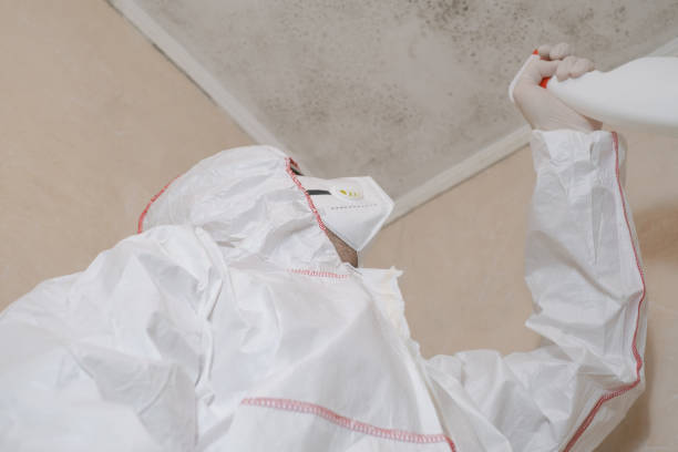 Best Best Mold Removal Companies  in Bella Vista, CA