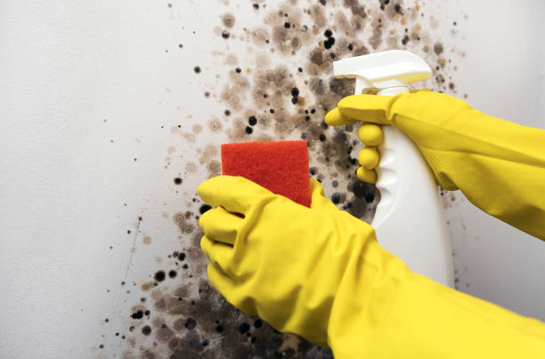 Best Certified Mold Removal  in Bella Vista, CA