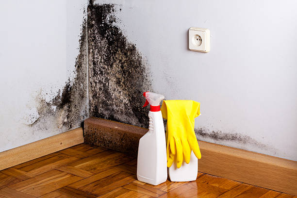 Best Residential Mold Removal  in Bella Vista, CA