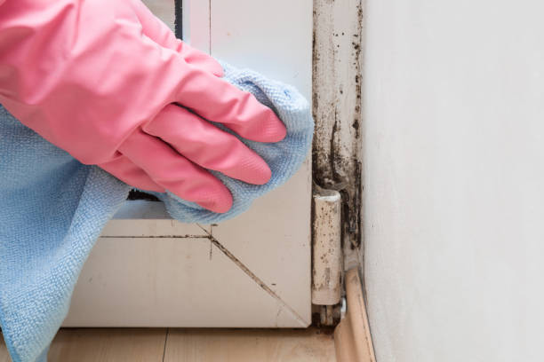 Best Emergency Mold Removal  in Bella Vista, CA